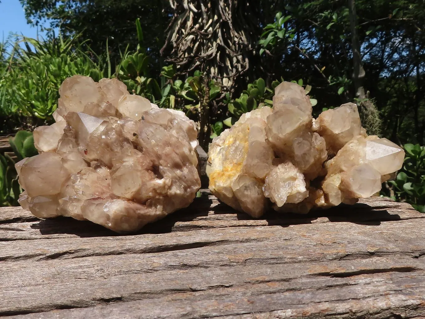 Natural Cascading Smokey White Phantom Quartz Clusters x 2 From Luena, Congo