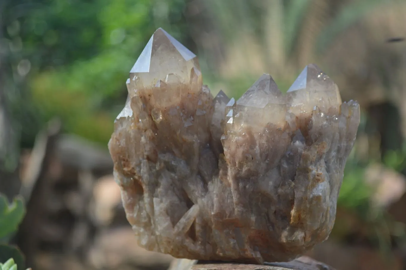 Natural Cascading White Phantom Smokey Quartz Clusters x 3 From Luena, Congo