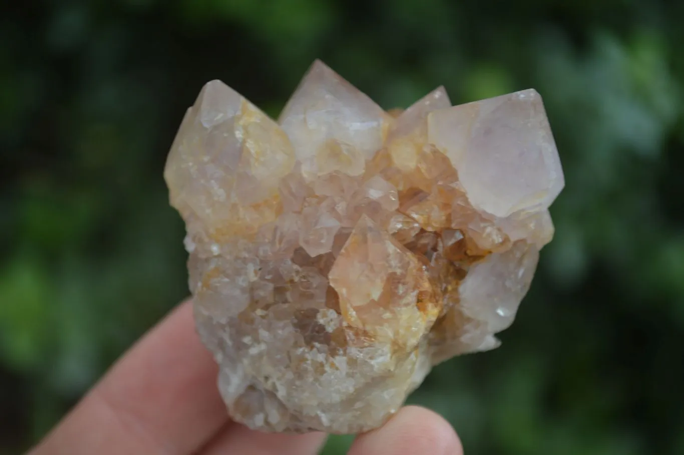 Natural Small Spirit Ametrine Quartz Clusters x 12 From Boekenhouthoek, South Africa