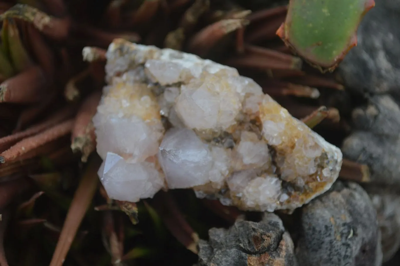 Natural Small Spirit Ametrine Quartz Clusters x 12 From Boekenhouthoek, South Africa