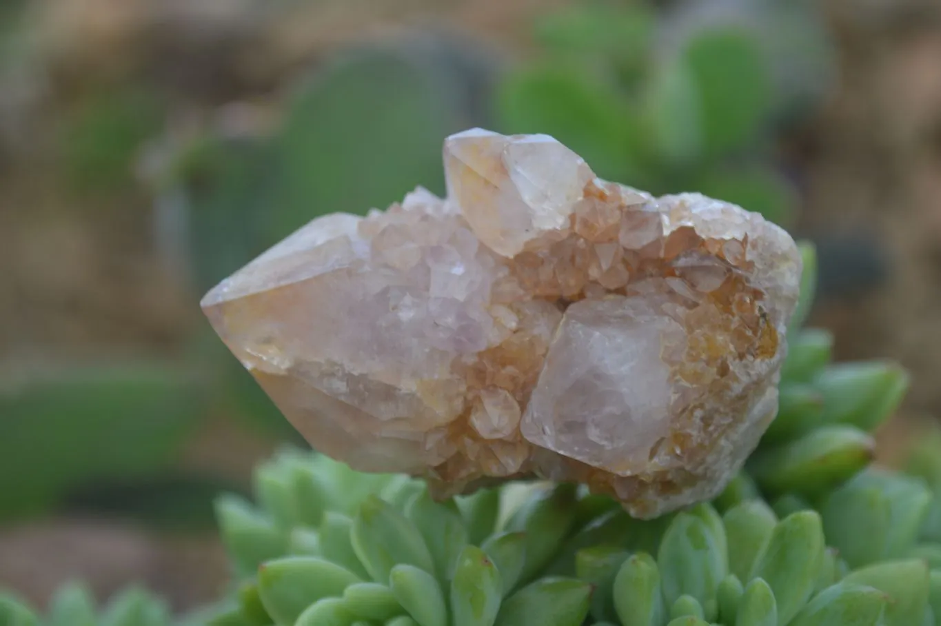 Natural Small Spirit Ametrine Quartz Clusters x 12 From Boekenhouthoek, South Africa